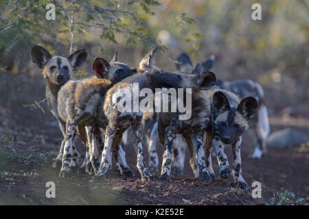 Afrikanischer Wildhund (Lycaon pictus), Welpen spielen im trockenen Flussbett, Zimanga Game Reserve, KwaZulu-Natal, Südafrika Stockfoto