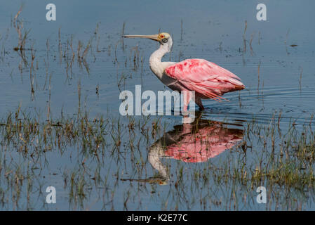 Rosalöffler (Platalea ajaja) im flachen Wasser, Pantanal, Mato Grosso do Sul, Brasilien Stockfoto