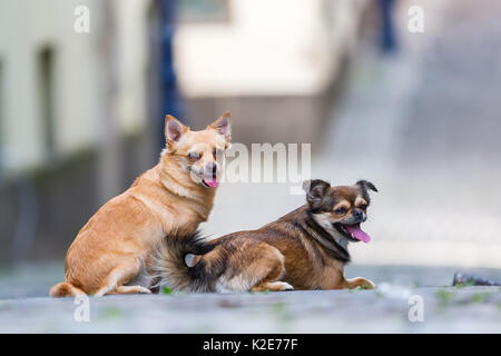 Portrait Bild von zwei niedliche kleine Hunde auf einer gepflasterten Straße Stockfoto