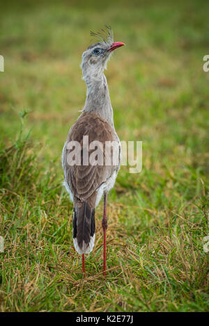 Red-legged seriema (Cariama cristata), Pantanal, Mato Grosso do Sul, Brasilien Stockfoto