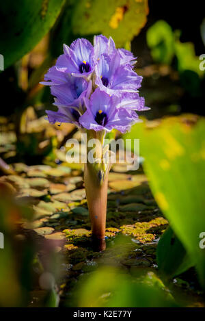 Blühende Wasserhyazinthe (Eichhornia crassipes), Pantanal, Mato Grosso do Sul, Brasilien Stockfoto