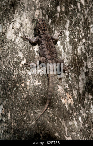 Amazon lava Lizard (Tropidurus torquatus), getarnt auf Baumstamm, Pantanal, Mato Grosso do Sul, Brasilien Stockfoto