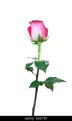 Rote Rose, isoliert auf weiss mit Beschneidungspfad Stockfoto