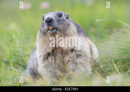 Alpine Murmeltier (Marmota marmota) in der Wiese, Nationalpark Hohe Tauern, Kärnten, Österreich Stockfoto