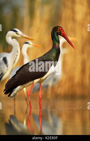 Schwarzstorch (Ciconia nigra), mit Graureiher (Ardea cinerea), im Teich stehen, Nationalpark Kiskunság, Ungarn Stockfoto