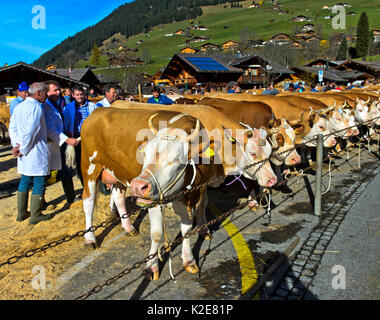 Mitglieder der Jury werden Fleckvieh Kühe auf einer Rinder zeigen, Lauenen, Kanton Bern, Schweiz überprüfen Stockfoto