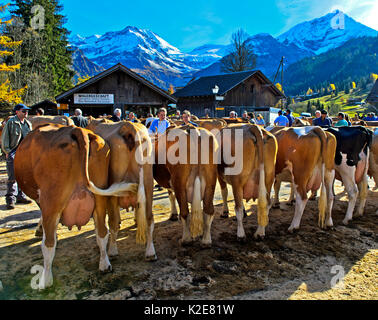 Fleckvieh Kühe auf einer Rinder zeigen, Lauenen, Kanton Bern, Schweiz Stockfoto