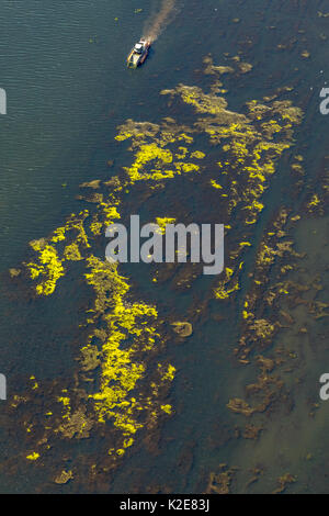 Schiff Mähen auf dem Kemnader See, Kemnader Stausee, die Steuerung der Elodea, waterweed (Elodea), Bochum, Ruhrgebiet Stockfoto