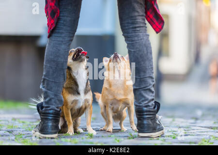 Zwei süße kleine Hunde auf einer gepflasterten Straße zwischen den Beinen einer Frau gesehen Stockfoto