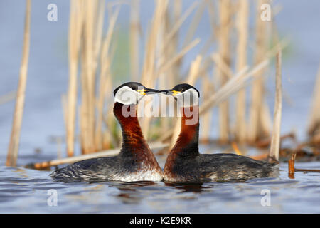 Red-Necked Haubentaucher (Podiceps grisegena), Paar, Balz, im Wasser, Natur Fluss Bereich Peene Tal Stockfoto