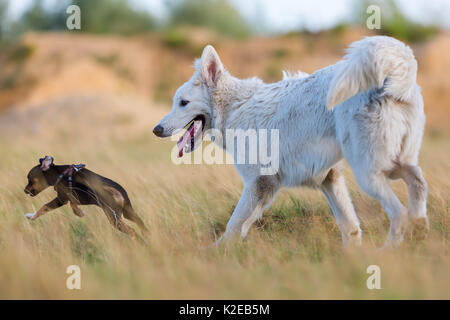 Weißer Schäferhund und ein pinscher Mischling spielen in der Wiese Stockfoto