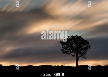 Einsame Gemeine Kiefer (Pinus sylvestris) in der Dämmerung Silhouette, kinveachy Wald, Cairngorms National Park, Schottland, Großbritannien, Oktober. Stockfoto