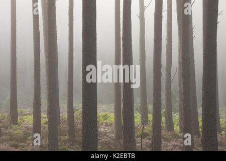 Gemeine Kiefer (Pinus sylvestris) Baumstämme in der Morgendämmerung Nebel, Rothiemurchus, Cairngorms National Park, Schottland, UK, August. Stockfoto