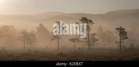 Gemeine Kiefer (Pinus sylvestris) Bäume im Caledonian Kiefernwald bei Sonnenaufgang, Abernethy National Nature Reserve, Cairngorms National Park, Schottland, UK, September 2014. Stockfoto