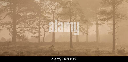 Gemeine Kiefer (Pinus sylvestris) Bäume im Caledonian Kiefernwald bei Sonnenaufgang, Abernethy National Nature Reserve, Cairngorms National Park, Schottland, UK, September 2014. Stockfoto