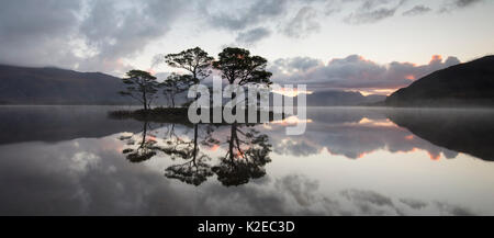 Gemeine Kiefer (Pinus sylvestris) Bäume im Loch Maree bei Sonnenaufgang mit Slioch im Hintergrund reflektiert, Wester Ross, Schottland, UK, November 2014. Stockfoto