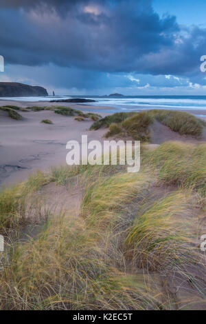 Marram Gras (Ammophila arenaria) auf Dünen bei Sandwood Bay, Sutherland, Schottland, Dezember 2014. Stockfoto