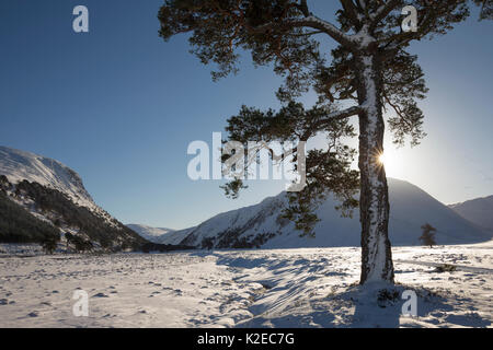 Einsame gemeine Kiefer (Pinus sylvestris) im Winter Sonne, Glenfeshie, Cairngorms National Park, Schottland, UK, Januar 2015. Stockfoto