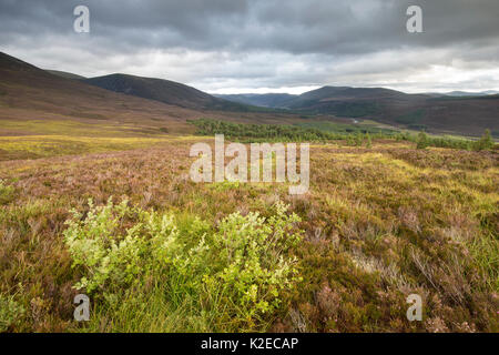 Regenerierende Weide (Salix sp) auf Heideland, Glenfeshie, Cairngorms National Park, Schottland, UK, September 2015. Stockfoto