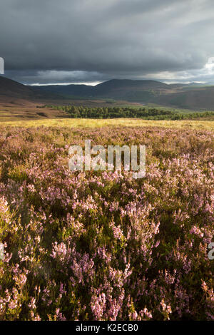 Anzeigen von Ling (Calluna vulgaris) in Heideland, Glenfeshie, Cairngorms National Park, Schottland, UK, September 2015. Stockfoto