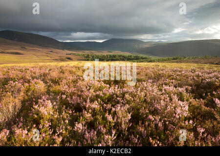 Anzeigen von Ling (Calluna vulgaris) in Heideland, Glenfeshie, Cairngorms National Park, Schottland, UK, September 2015. Stockfoto