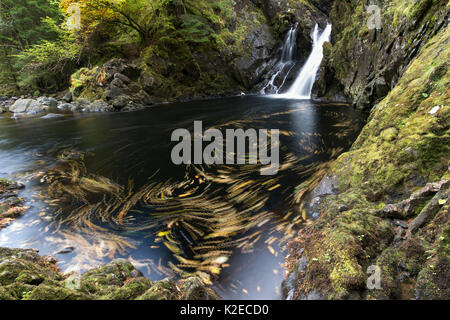 Plodda fällt, Tomich, Wester Ross, Highlands, Schottland, Großbritannien, Oktober 2015. Stockfoto