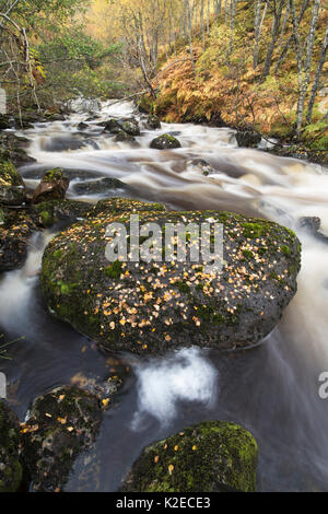 Fluss/Brennen durch die Wälder fließen, Glen Affric National Nature Reserve, Highland, Schottland, Oktober 2015. Stockfoto