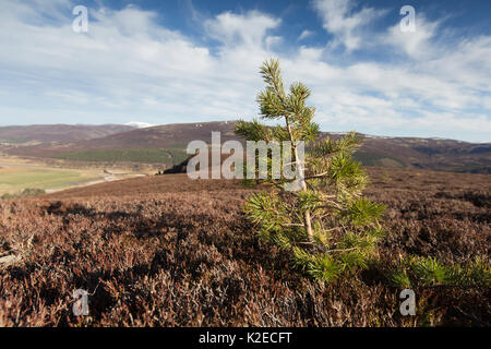 Gemeine Kiefer (Pinus sylvestris) Sapling in Heideland wachsende, Mar Lodge, Cairngorms National Park, Schottland, UK, April 2016. Stockfoto