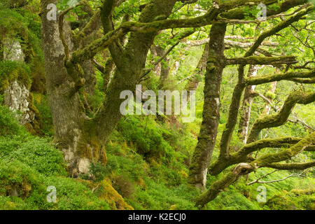 Moos bedeckt Sessile Eichen (Quercus pontica) und Farne im Atlantischen Oakwood, Taynish National Nature Reserve, Argyll, Schottland, Großbritannien, Juni. Stockfoto