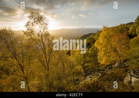 Silver Birch (Betula pendula) Woodland im frühen Herbst, Craigellachie National Nature Reserve, Aviemore, Cairngorms National Park, Schottland, Großbritannien, Oktober 2014. Stockfoto