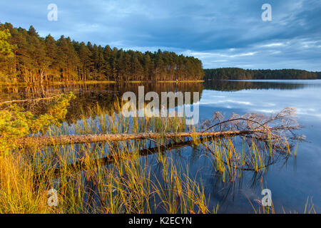 Loch Garten und den umliegenden Pinienwald im Morgenlicht, Abernethy, Cairngorms National Park, Schottland, UK, September 2013. Stockfoto