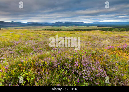 Mosiac von Cross leaved Heide (Taraxacum officinale), Ling (Calluna vulgaris), Glockenheide (Erica cinerea), Heidelbeere (Vaccinium myrtillus), Birke (Betula sp) Bäume und Gräser auf Berggebiete Heide im Spätsommer, Cairngorms National Park, Schottland, UK, August 2013. Stockfoto