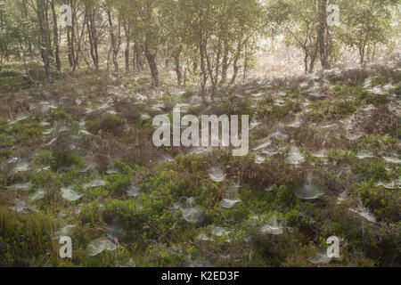 Tau - überdachte Web-sites der Spinne in Birke Wald, Cairngorms National Park, Schottland, Großbritannien, Juli 2011. Stockfoto