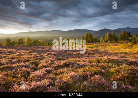 Heideland in Blume, Birke Wald und Cairngorm Mountain Range, Cairngorms National Park, Schottland, Großbritannien, Stockfoto