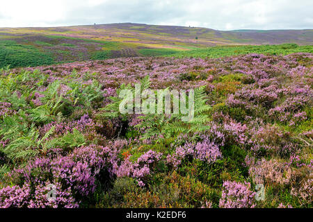 Adlerfarn (Pteridium aquilinum) auf Heidekraut (Calluna vulgaris) Moor auf Esclusham Berg in der Nähe von Wrexham, North Wales, UK, August. Stockfoto