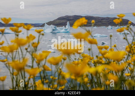 Wiese Hahnenfuß (Ranunculus acris) und Eisberge, Narsaq, Grönland, Juli. Stockfoto