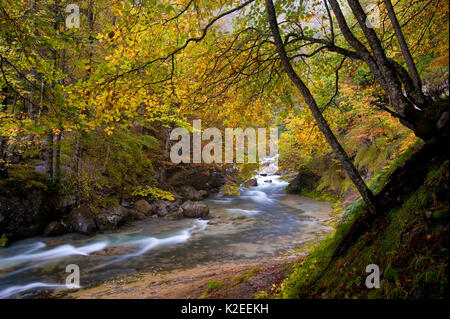 Stream läuft durch die Wälder im Herbst, Ordesa Nationalpark, Aragon, Huesca, Spanien. Stockfoto