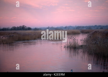 Strumpshaw Fen RSPB Reservat in der Morgendämmerung, Norfolk, Großbritannien Januar Stockfoto