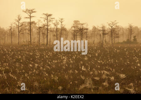 Everglades National Park, Grünland mit Spinnen Web-Sites in Nebel bei Sonnenaufgang, Everglades National Park, Florida, USA. Januar. Stockfoto