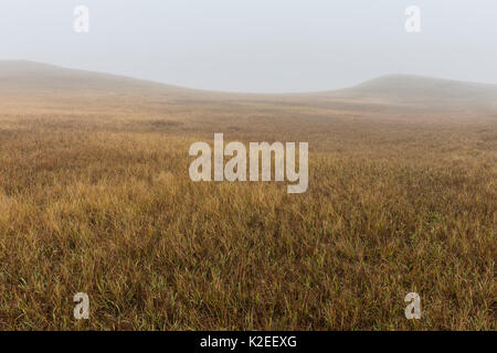 Prairie Grünland im Nebel, Badlands National Park, South Dakota, USA Stockfoto