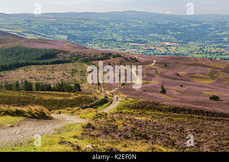 Offa's Dyke Path gesehen vom Gipfel des Moel Famau in der Clwydian Hügel Bergkette mit dem Vale von Clwyd in der Ferne, North Wales, UK, August. Stockfoto