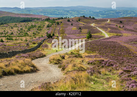 Offa's Dyke Path gesehen vom Gipfel des Moel Famau in der Clwydian Hügel Bergkette mit dem Vale von Clwyd in der Ferne, North Wales, UK, August. Stockfoto