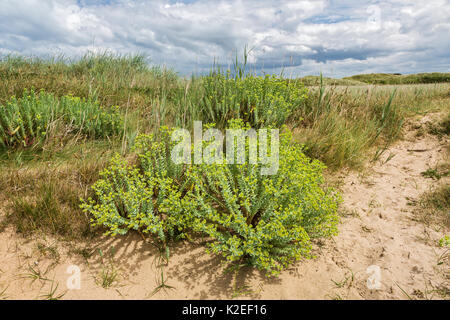 Meer Wolfsmilch (Euphorbia paralias), Dee Estuary, Hoylake, Wirral, Großbritannien, Juni. Stockfoto