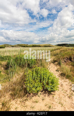 Meer Wolfsmilch (Euphorbia paralias), Dee Estuary, Hoylake, Wirral, Großbritannien, Juni. Stockfoto