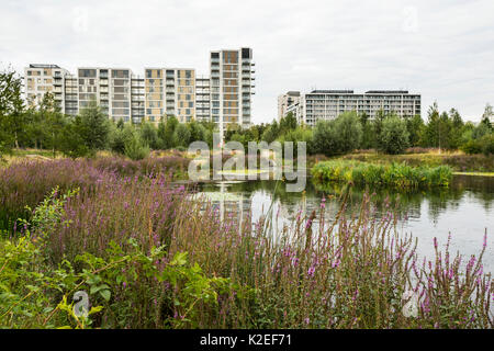 Environmental enrichment in Wohnsiedlung entwickelt, mit Wildtieren Teich und grünen Raum, East Village Gehäuse am Aufstellungsort des olympischen Dorfes, Stratford, London, Großbritannien 2014 Stockfoto