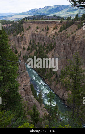 Turm Canyon Schlucht in der Nähe von Calcit Nataional Federn, Yellowstone Park, Wyoming, USA, Juni 2015 Stockfoto