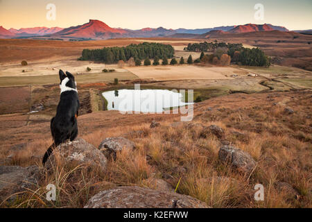 Hund mit Blick auf ein Tal in den Drakensbergen, u Khahlamba-Drakensberg Weltkulturerbe, Südafrika. Juli 2014 Stockfoto