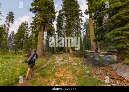 Wanderer zu Fuß durch ein hohes Wäldchen auf einem Backcountry Trail in der Hetch Hetchy region, Yosemite National Park, Kalifornien, USA. Stockfoto