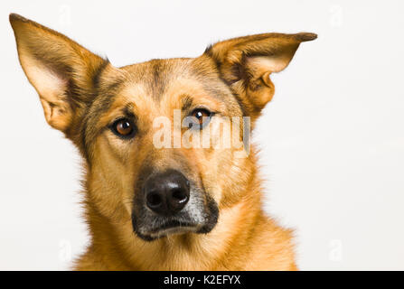 Dog Portrait, Deutscher Schäferhund/Chinook Mix Stockfoto