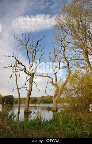 Tot Weiden (Salix sp.), die durch die Überschwemmung ertranken, Coate Water Reservoir, Swindon, UK, November. Stockfoto